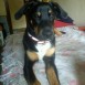 toby 8 meses